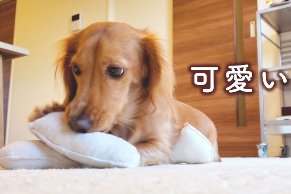 ペット動画まとめch ミニチュアダックスフンド ペット動画まとめch ミニチュアダックスフンド
