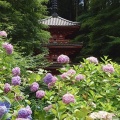 京都 岩船寺の紫陽花 #02