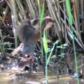羽ばたく緋水鶏を撮る🪿（多々良沼公園）