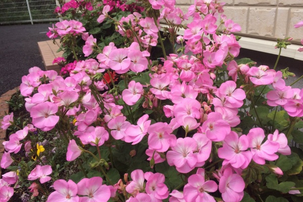 Cpガーデンのブログ ゼラニウム