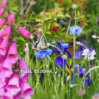 湘南凸凹柴WAN日記