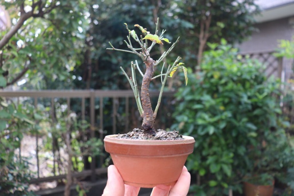 ヒロシのミニミニ盆栽ワールド