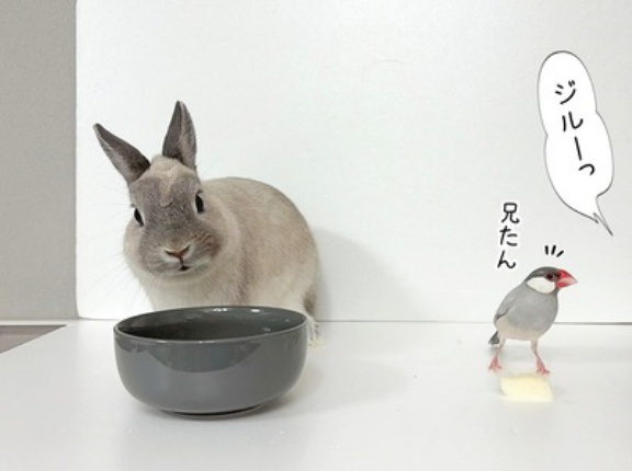 文鳥とうさぎと、ぼくの梨