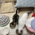 仲良しにゃんず🐾ᵕ̈