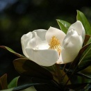 ＋αの植栽大研究　第3回