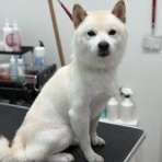 ペットショップワンラブ 佐賀県 ゆめタウン武雄店のスタッフブログ～子犬子猫やトリミングカットをご紹介してるよ