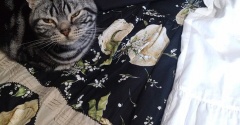 実物のﾈｺﾁｬﾝたちセカンド287