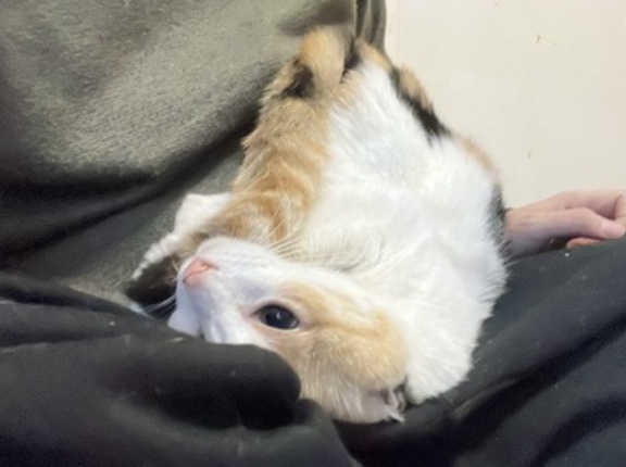 叱られる猫たち　20260717