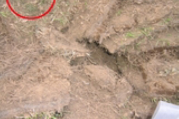 たらりこガーデニング日記 芝生日記