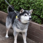 観音裏黄昏備忘録