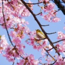 2026年(令和８年)3月　菊野台ヨガと整体のスケジュール