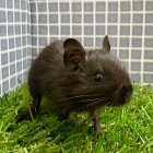 『新しい小動物の紹介です🐹』の画像