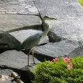 5月13日のお稽古ー平花月之式、濃茶薄茶平点前
