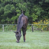 『残暑？』の画像