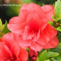 八重咲き皐月開花