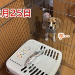 ガオだらけな日々　