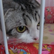 短い猫生だったナナの命日は25枚の写真で