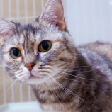 『【里親募集中】マンチカンのおもちちゃん』の画像