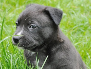 アメリカの刑務所で受刑者に犬を育てさせるプログラムというのもあったな  あれ成果もすごくて再犯率かなり低いらしいね【再】