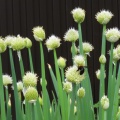Ǭ˷�緧��˪��Ȥޤ餻��