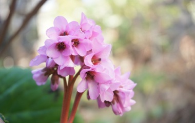 『【ピノ子日記】「三毛猫フーカ」引っ越しと春バージョン描いています。暖かい冬の庭・野鳥たち』の画像