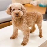 『【犬】チャモくん 家族が決まりました』の画像