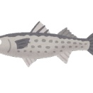 今の時期 河口で釣れる美味い魚教えて
