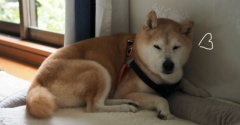 久しぶりのベッド♪