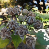 『綾瀬の秋』の画像