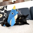 【猫写真】ペンギンの蹴りぐるみが大好き
