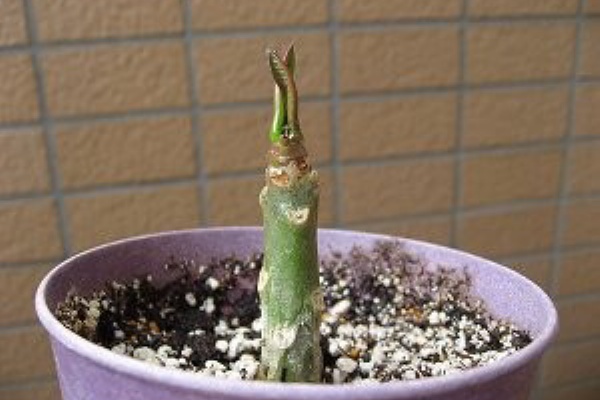 一期一会 見逃すな プルメリア Donald Angus1号2号 The End