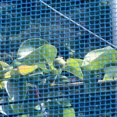 梨