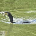 2026年6月16日の野鳥公園
