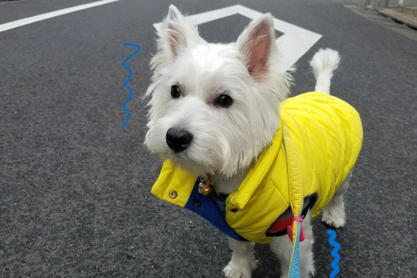 たかシェフゆきち