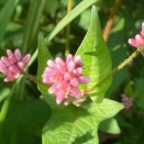 秋の上三依水生植物園（その他の花色々）