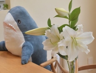 【カサブランカが開花】やっぱり球根植物は最高！数年前に植えたゴージャスな白ユリが咲きました♬