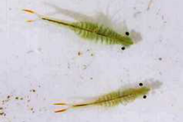 シーモンキーだと思っていたもの Homeコロジー