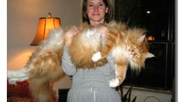 【京都】飼い犬に寄り添い、遭難から生還…氷点下で一晩