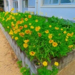  花好きおばあさんの　園芸ボランティア日記