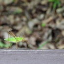 ホソクビツユムシ（細首露虫）