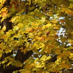 ヨウコの川歩き