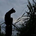 にゃんこ速報～修羅場・キチママ・生活まとめ～