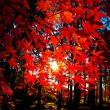 『2025.11 曹源寺『紅葉狩りｽﾎﾟｯﾄ』④ / 岡山市中区円山』の画像