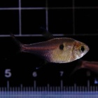 『7月5日(金)熱帯魚入荷情報②🐟』の画像