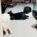 Megさんのお当番日記『面倒臭いやないかーーーい！』