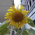 池袋駅の向日葵の花＆しゃぶ葉ランチビュッフェ