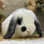 RABBIT COTTON