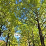 FM Palulun DJ's Blog