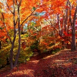『2025.11『半田山植物園の絶景紅葉 final🍂①』岡山市北区』の画像