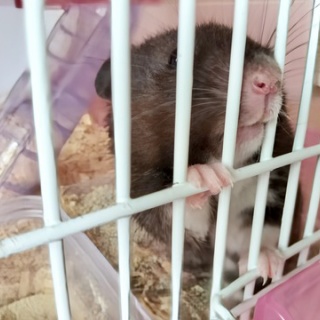 ぶーにーの暮らし